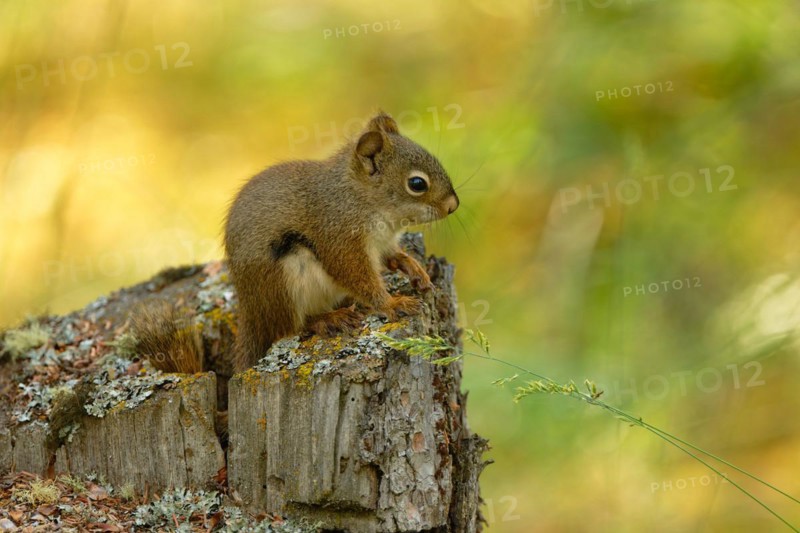 Common Canadian red squirrel (Tamiasciurus hudsonicus) sitting on tree stump, Yukon Territory, Canada, North America