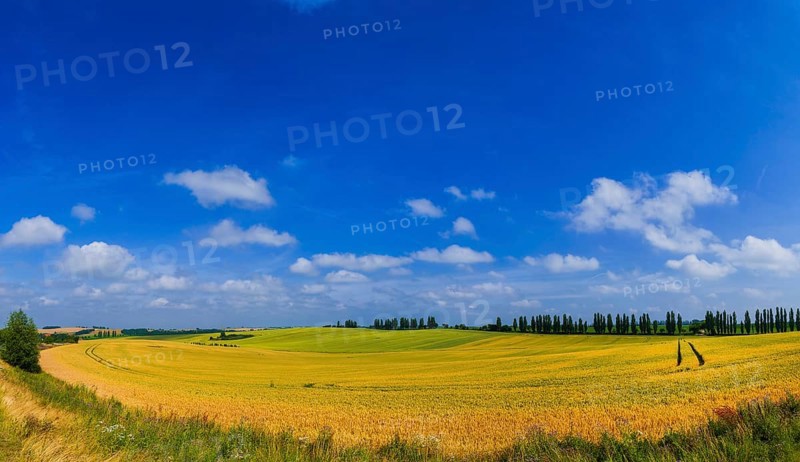 Fields near Lommatzsch