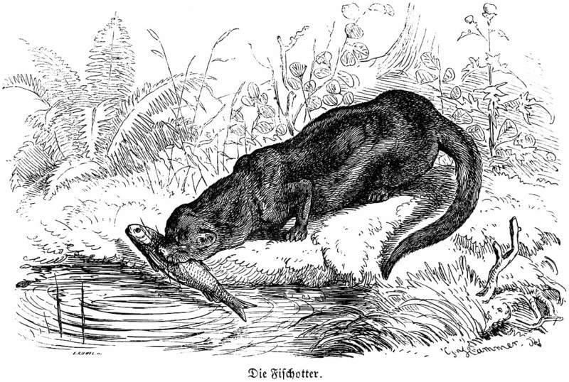 Otter, Hubertus hunting and hunting scenes, wildlife, body of water, fish, predator, feeding, catching, lake, shore, long tail, fern, nature, historical illustration around 1860