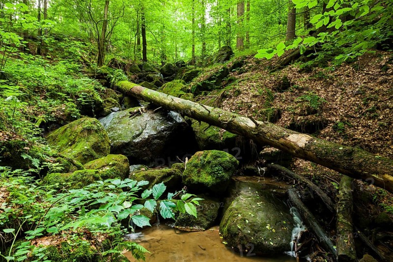Waldbach near Thürmsdorf