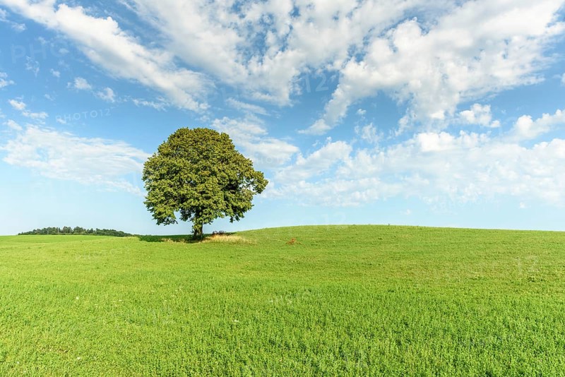 Lone tree on a hill in the French countryside. Jura, Lons-le-Saunier, Burgundy-Franche-Comte, France, Europe