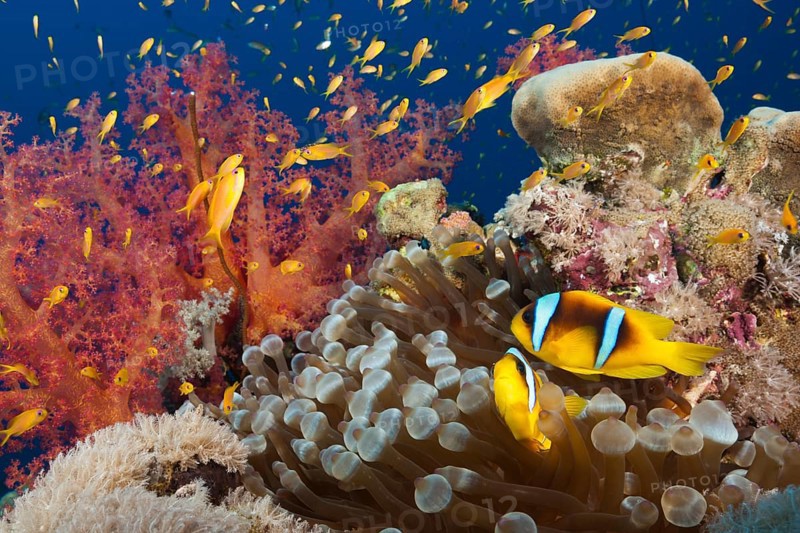 Red Sea anemonefish in the reef, Amphiprion bicinctus, Red Sea, Ras Mohammed, Egypt, Africa