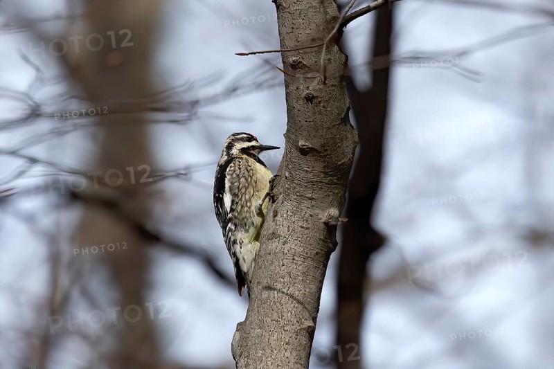 The yellow-bellied sapsucker (Sphyrapicus varius) is a medium-sized woodpecker that breeds in Canada and the north-northeastern United States