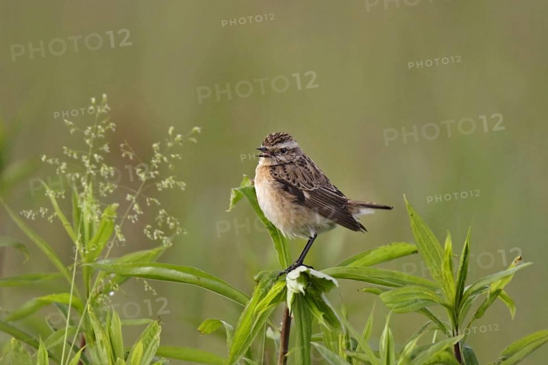 Whinchat, Saxicola rubetra, whinchat