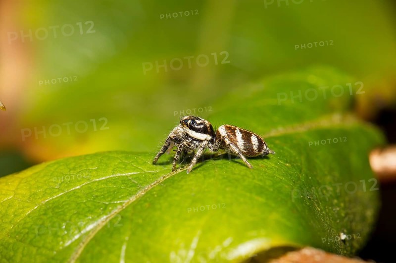 Zebraspringspinne, Salticus scenicus, zebra back spider