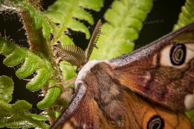 Small emperor moth, male, Saturnia pavonia, small emperor moth, male