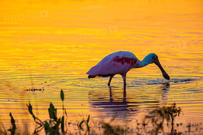 Roseate spoonbill (Ajaia ajaja) Pantanal Brazil