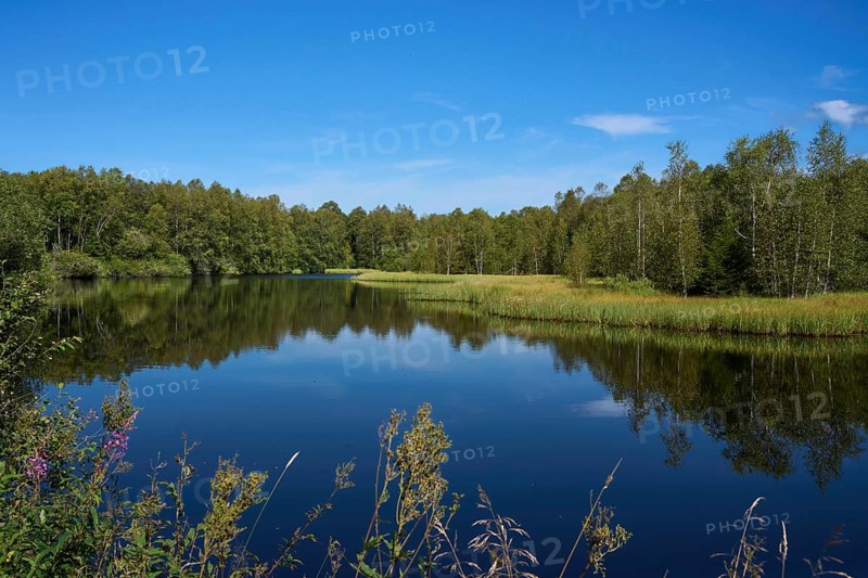 Rotes Moor, moor pond, Rhön Biosphere Reserve, Hesse, Germany, Europe