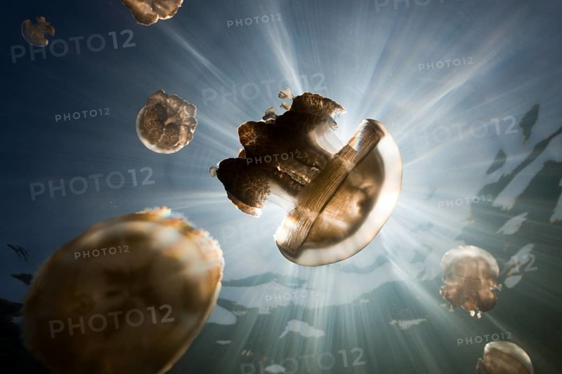 Mastigias jellyfish, Mastigias papua etpisonii, Jellyfish Lake, Micronesia, Palau, Oceania