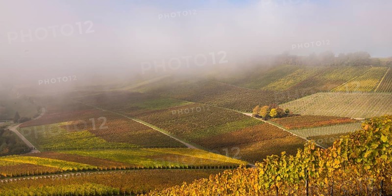 Autumn-coloured vineyards near Neipperg