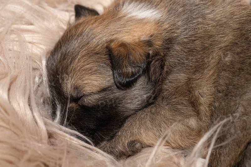 3 week old puppy (Icelandic Hound breed)