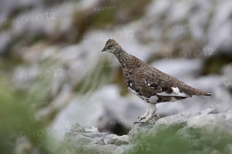 Rock ptarmigan, Lagopus muta