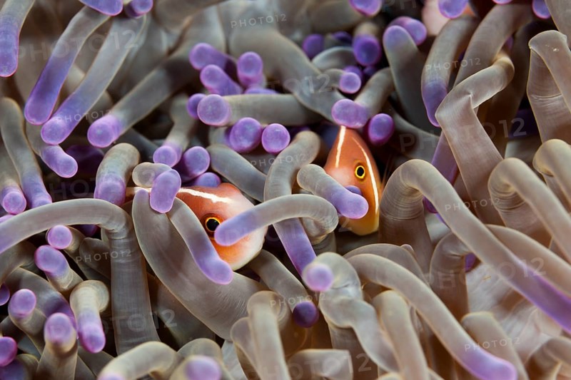 Collared anemonefish hiding in an anemone, Amphiprion perideraion, Komodo National Park, Indonesia, Asia