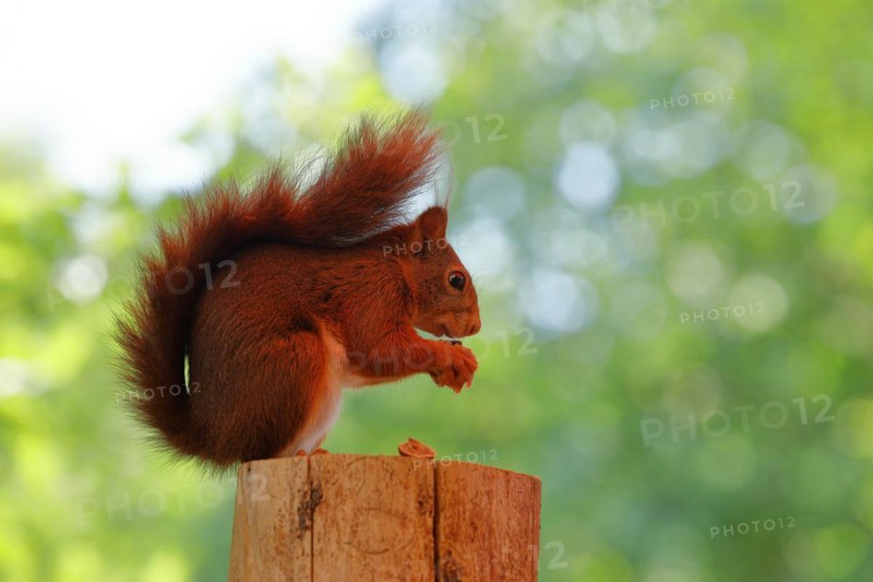 Eurasian red squirrel (Sciurus vulgaris), sitting on a tree stump and eating hazelnut, Wildlife, North Rhine-Westphalia, Germany, Europe