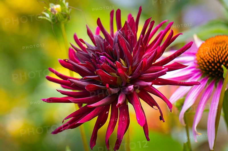 Dahlias (Dahlia), double, red, close-up flower, Ternitz, Lower Austria, Austria, Europe
