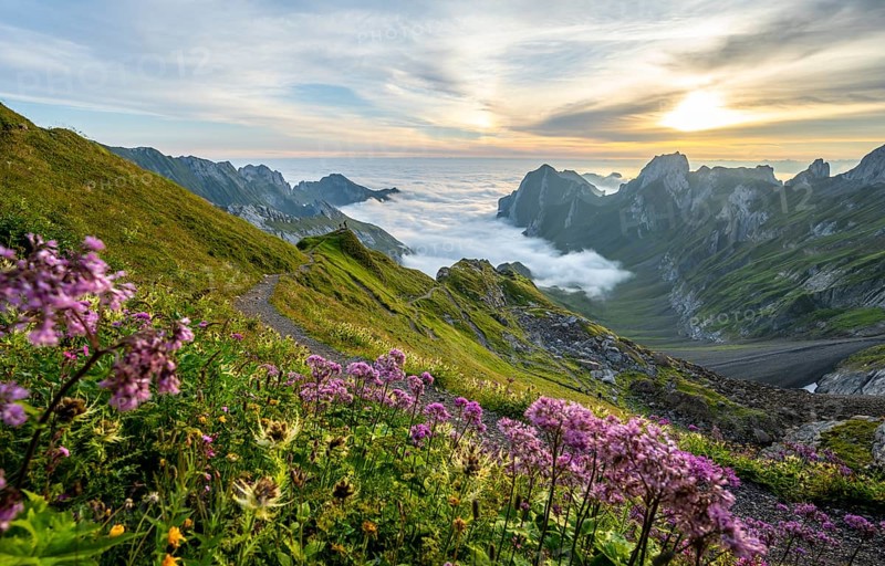 Purple flowers on a mountain meadow, view over Säntis mountains into the valley of Meglisalp at sunrise, Rotsteinpass, high fog in the valley, Säntis, Appenzell Ausserrhoden, Appenzell Alps, Switzerland, Europe
