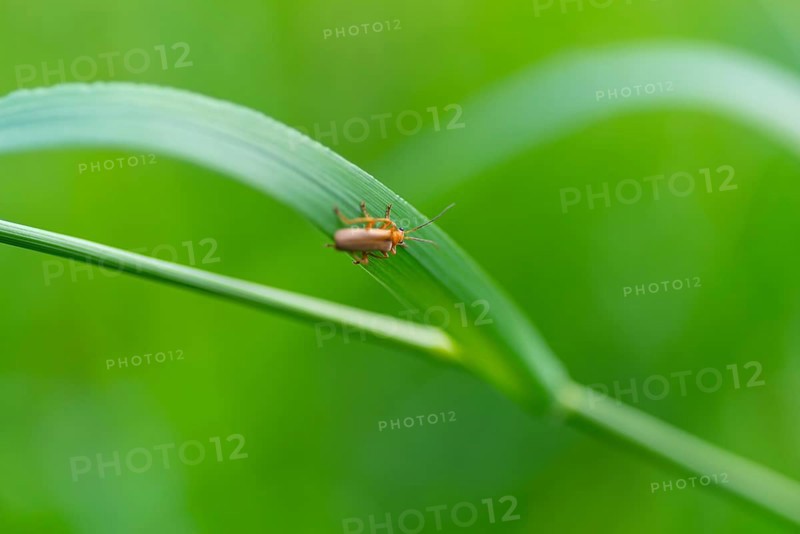Close-up, soft-bodied beetle (Cantharis figurata), sitting on a blade of grass, Neustadt am Rübenberge, Germany, Europe