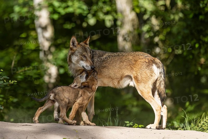 European gray wolf (Canis lupus) alpha wolf with pups, Germany, Europe