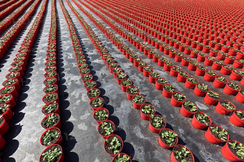 Field with red growing pots in a row, coneflower (Echinaceae), nursery in the Volmerswerth district, Düsseldorf, North Rhine-Westphalia, Germany, Europe