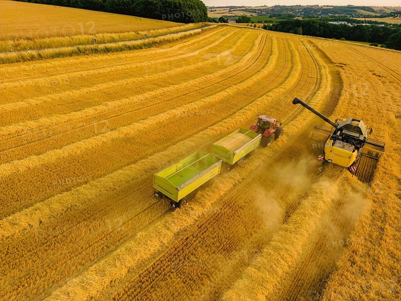 Grain harvest in a field near Babisnau on the outskirts of Dresden