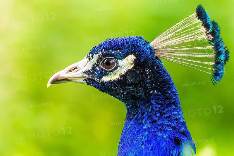 Portrait of Male Indian Peafowl (Pavo cristatus)