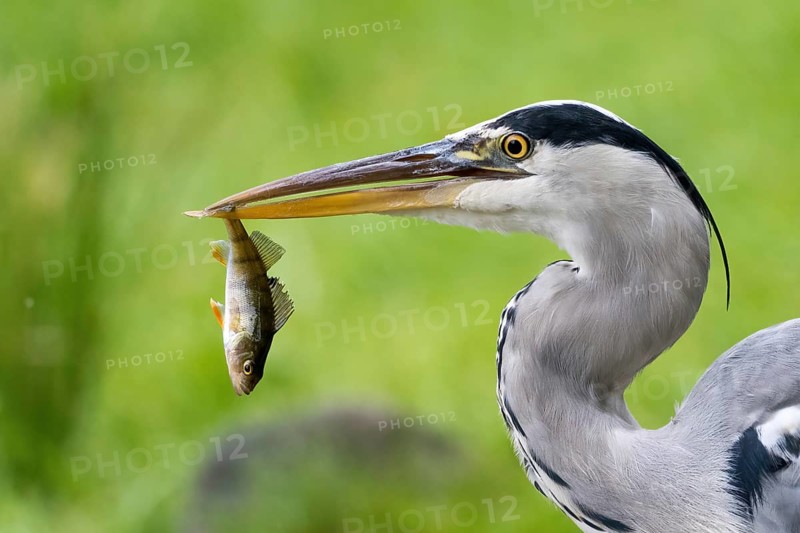 Grey heron (Ardea cinerea) with captured european perch (Perca fluviatilis), Hesse, Germany, Europe
