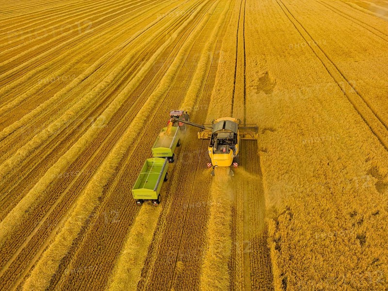 Grain harvest in a field near Babisnau on the outskirts of Dresden