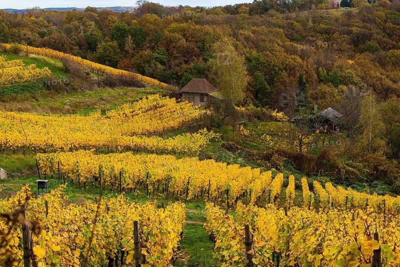 Vineyards in the Spaargebirge near Meissen