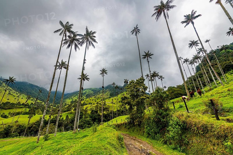 Wax palms largest palms in the world, Cocora valley, Unesco site coffee cultural landscape, Salento, Colombia, South America