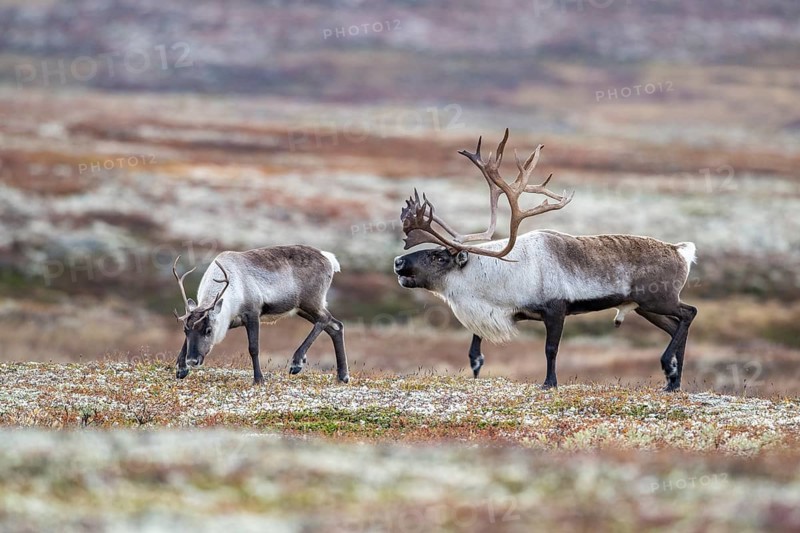 Wild mountain reindeer (Rangifer tarandus tarandus), bull courting female, in autumn tundra, Forollhogna National Park, Norway, Europe