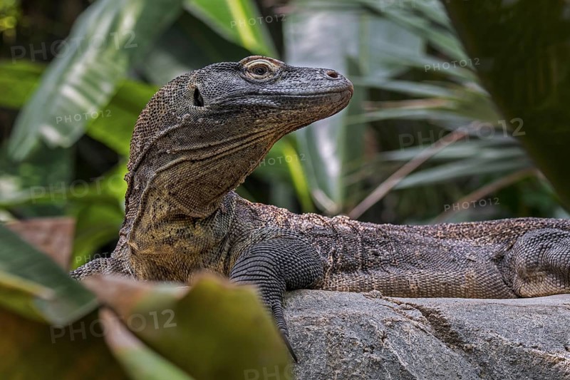 Komodo dragon, Komodo monitor (Varanus komodoensis) in zoo, giant lizard native to the Indonesian islands Komodo, Rinca, Flores and Gili Motang