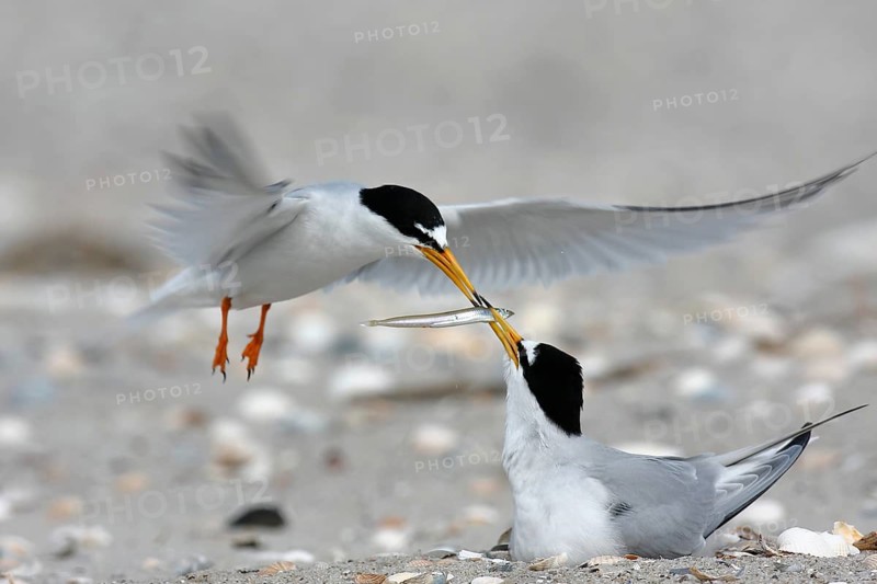 Little Tern (Sternula albifrons), cock hands a fish to breeding partner in flight, feeding the breeding partner, Lower Saxon Wadden Sea National Park, East Frisian Islands, Lower Saxony, Germany, Europe