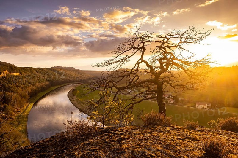 The Leopoldsnase viewpoint is a vantage point near Rathen. A dead pine tree high above the Elbe with a view of Lieleinstein and Königstein Fortress
