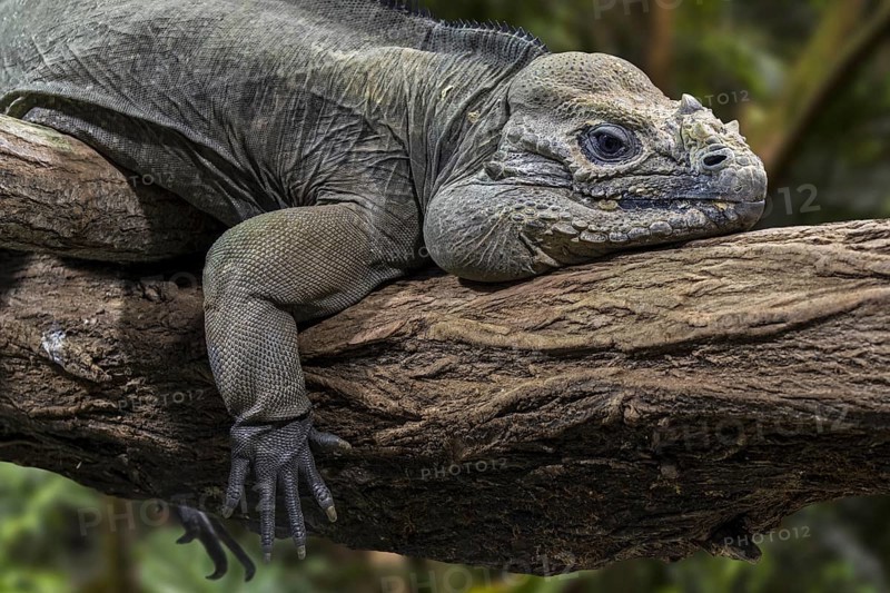 Rhinoceros iguana (Cyclura cornuta) resting in tree, endangered species endemic to the Caribbean island of Hispaniola