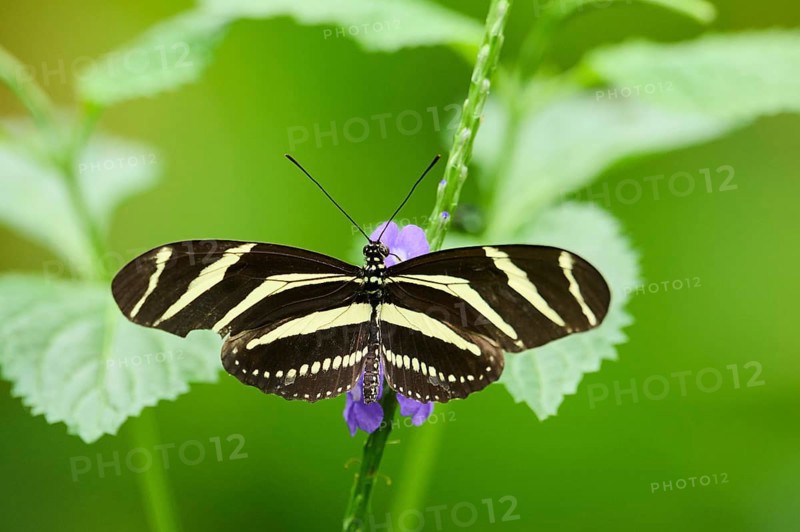 Zebra longwing (Heliconius charithonia) on a blossom, captive, Germany, Europe