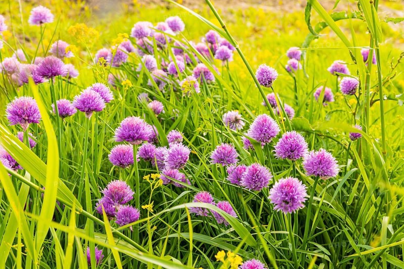 Flowering chives on the Elbe meadows in Dresden's Old Town