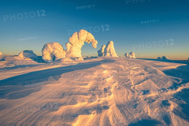 Snowed-in trees, winter landscape, Riisitunturi National Park, Posio, Lapland, Finland, Europe