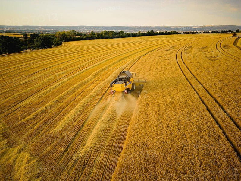Grain harvest in a field near Babisnau on the outskirts of Dresden