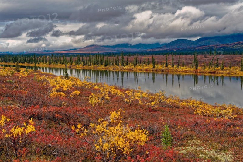Autumn landscape in Denali State Park, intense colours, reflections in the water, Central Alaska, Alaska, USA, North America