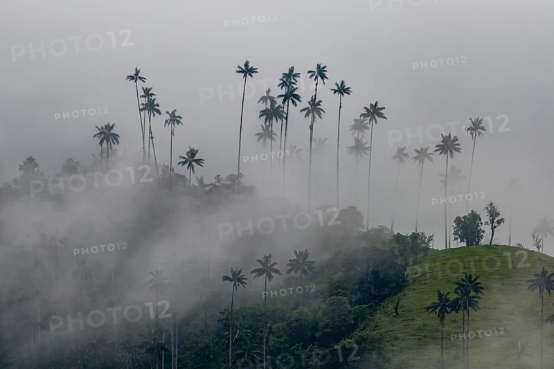 Wax palms largest palms in the world, Cocora valley, Unesco site coffee cultural landscape, Salento, Colombia, South America