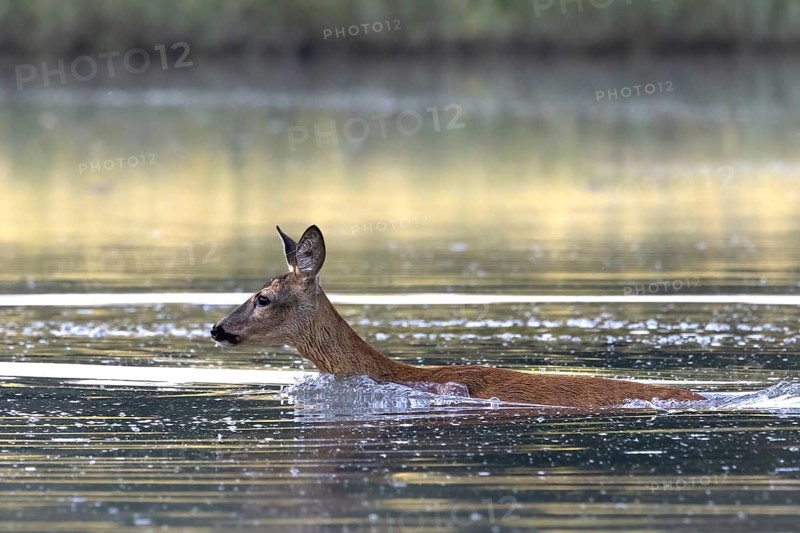 Roe goat swimming in the river, Europe, Austria, Upper Austria, Europe