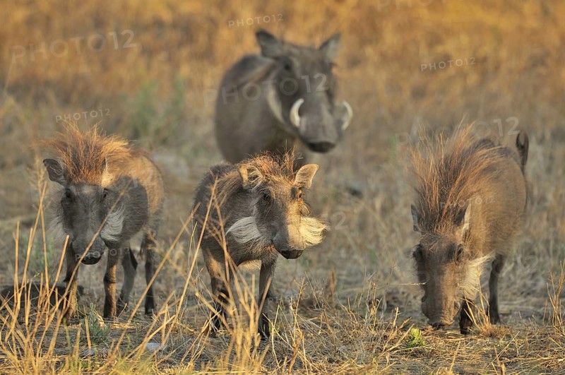 Warthog (Phacochoerus africanus) family with juveniles on the savannah, Namibia, Africa