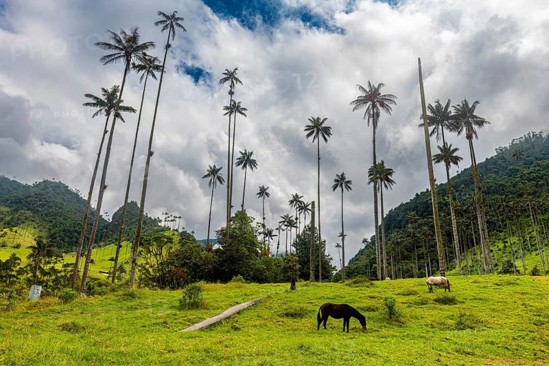 Wax palms largest palms in the world, Cocora valley, Unesco site coffee cultural landscape, Salento, Colombia, South America