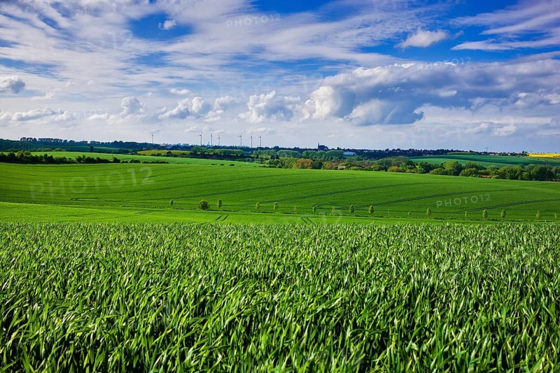 Fields near Lommatzsch