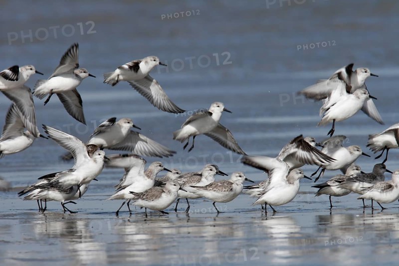 Sanderling (Calidris alba), in a light plumage, resting flock foraging in the mudflats, Lower Saxony Wadden Sea National Park, East Frisian Islands, Lower Saxony, Germany, Europe
