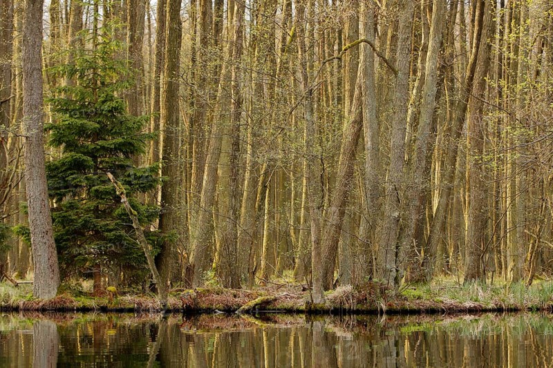 Alder forest in spring, Müritz National Park, Mecklenburg-Western Pomerania, Germany, Europe