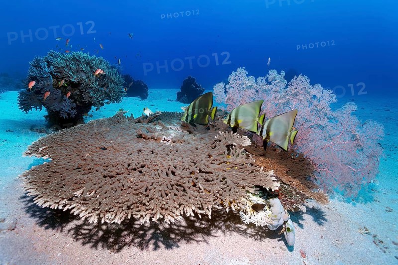 Dusky batfish (Platax pinnatus), three, above Acropora hyacinth table coral (Acropora hyacinthus), gorgonian (Melithea) behind, coral block with leather coral (Sinulari) on right, sandy bottom, Great Barrier Reef, UNESCO World Heritage Site, Coral Sea, Coral Sea, Pacific Ocean, Cairns, Queensland, Australia, Oceania