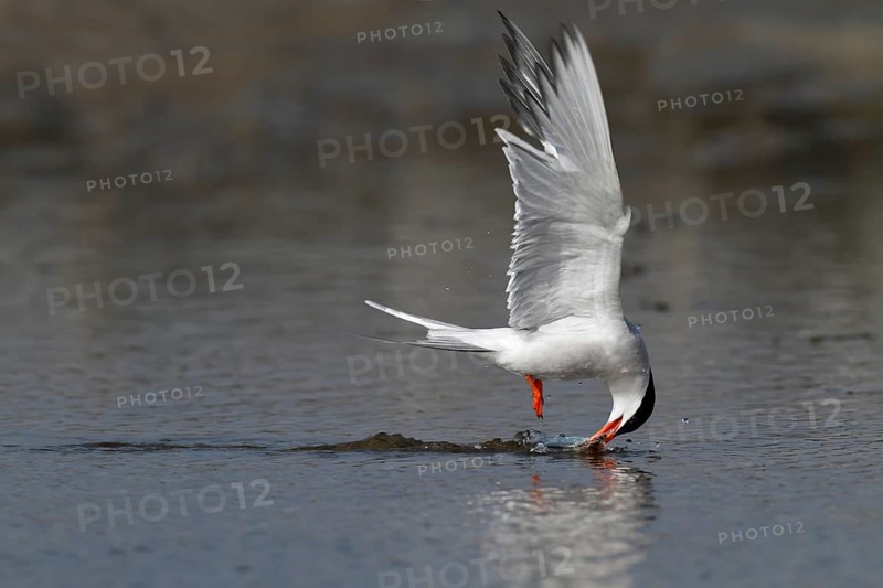 Common Tern (Sterna hirundo), foraging, hunting for fish, Lower Saxony Wadden Sea National Park, East Frisian Islands, Lower Saxony, Germany, Europe