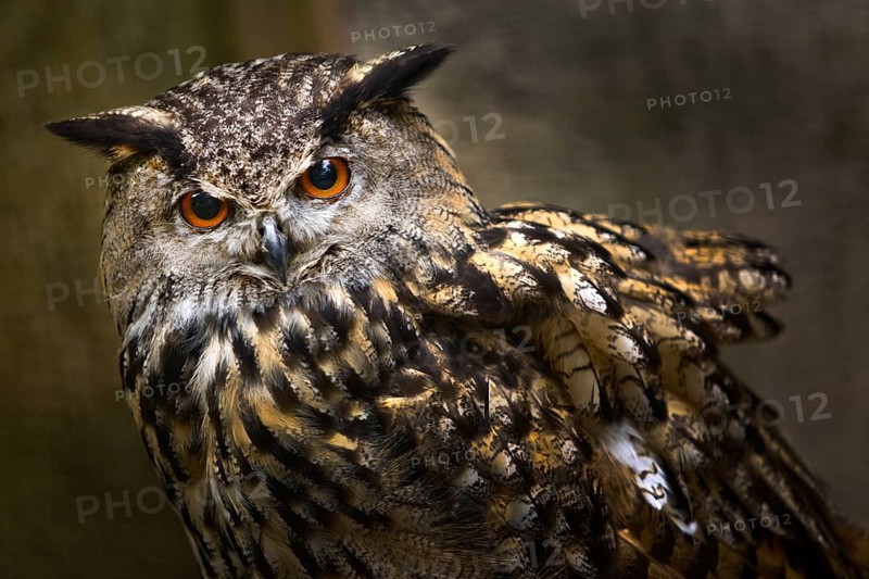 Eurasian eagle-owl (Bubo bubo) portrait, captive in Sababurg Zoo, Hofgeismar, Reinhardswald, Hesse, Germany, Europe
