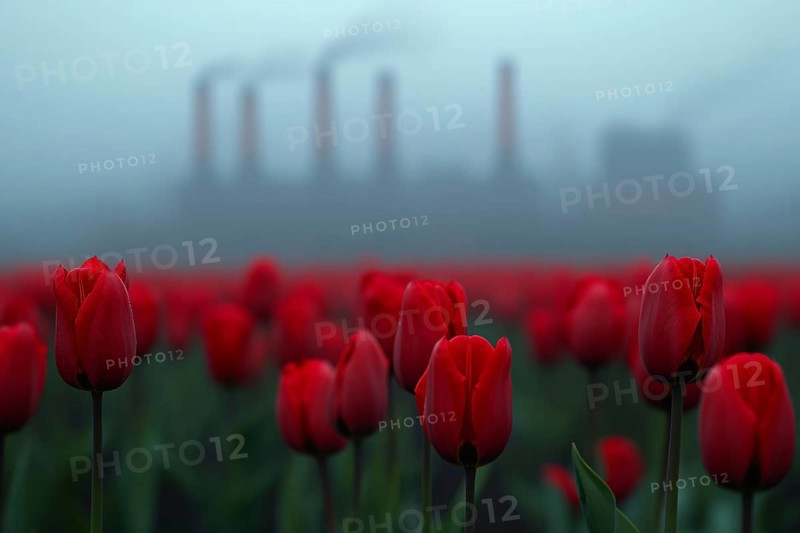 Field with red tulip flowers and factory with grey fumes in background. Generative Ai, AI generated